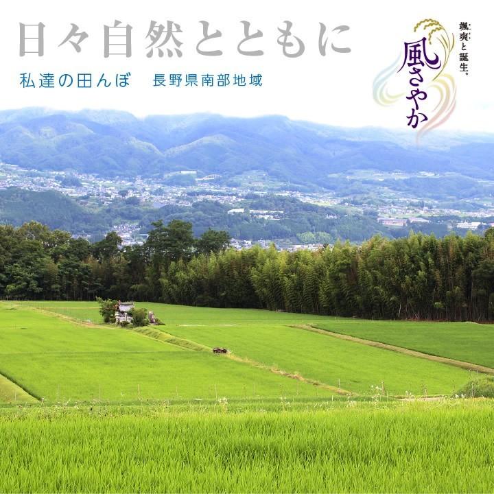 山下屋荘介 米 新米 10kg 送料無料 長野県産 風さやか 令和7年度産