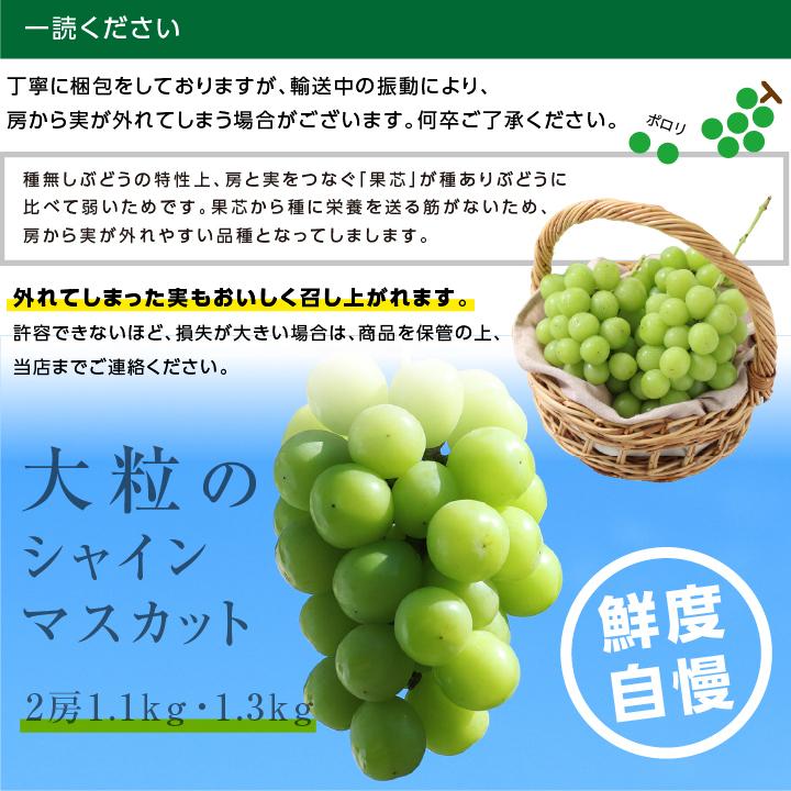山下屋荘介 シャインマスカット 長野県産 1.3kg 2房 秀品 朝採り