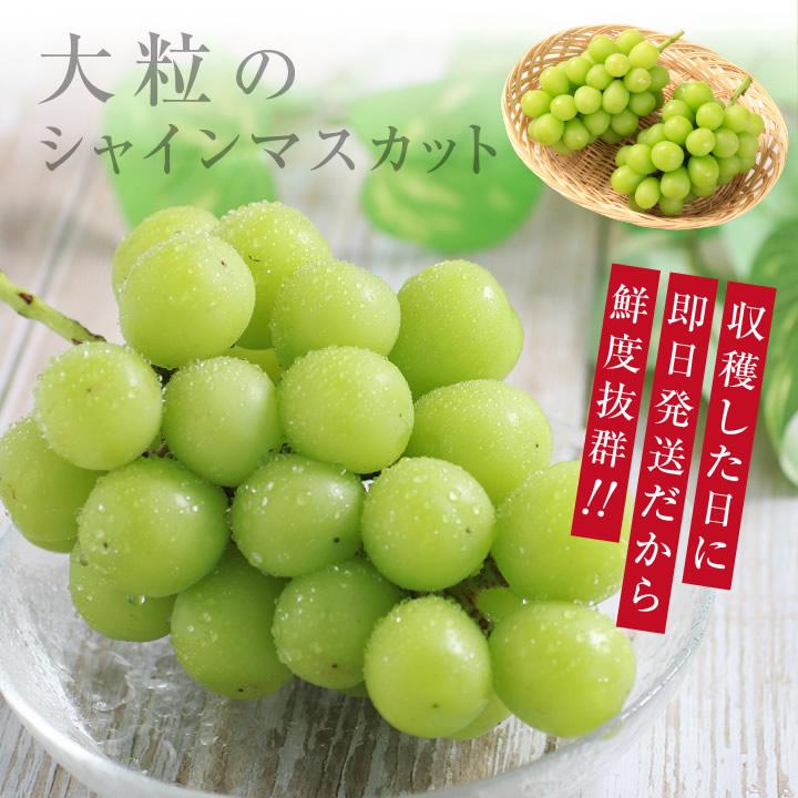 シャインマスカット徳用5キロ大粒多め入りの粒バック入りになります