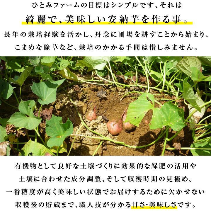 山下屋荘介 さつまいも ちび安納芋 5kg 種子島産 S〜3Sサイズ 60