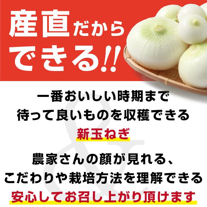 山下屋荘介 新玉ねぎ 千葉県 白子町産 10kg 訳あり 産地直送 古山商店