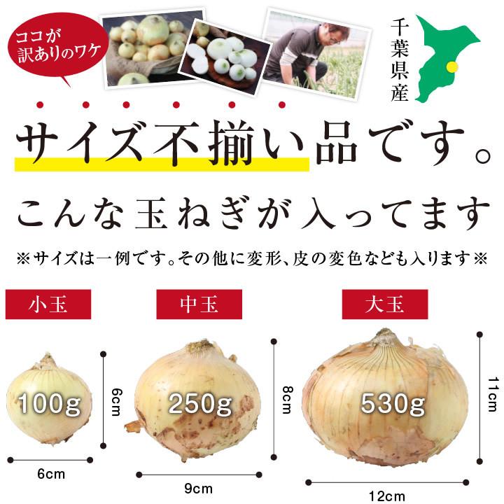 山下屋荘介 新玉ねぎ 千葉県 白子町産 10kg 訳あり 産地直送 古山商店