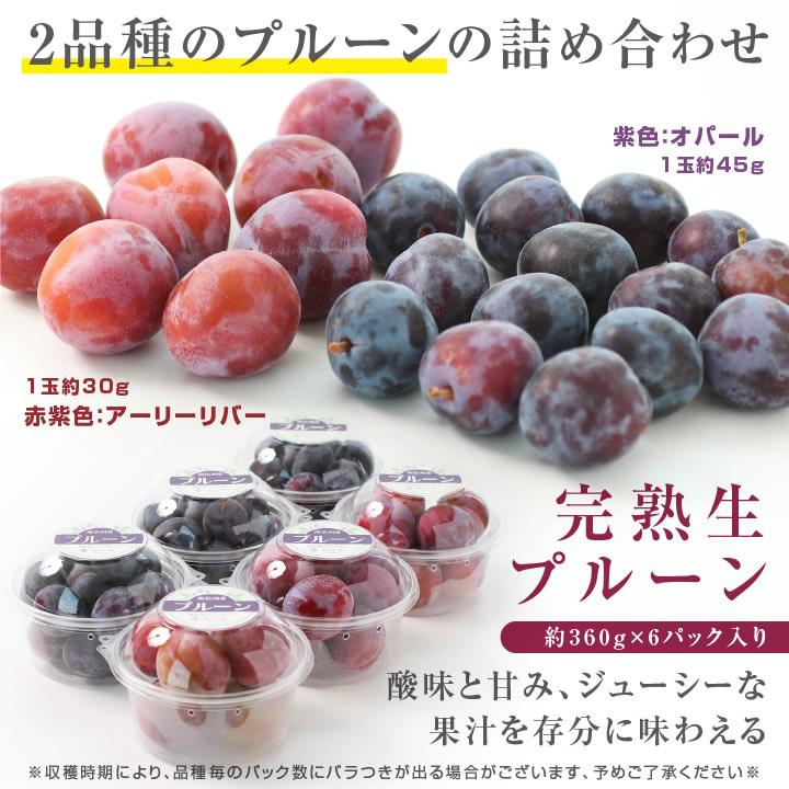 当店在庫してます！ 生プルーン 2.5kg サンタス 長野産 訳有 加工用 ①