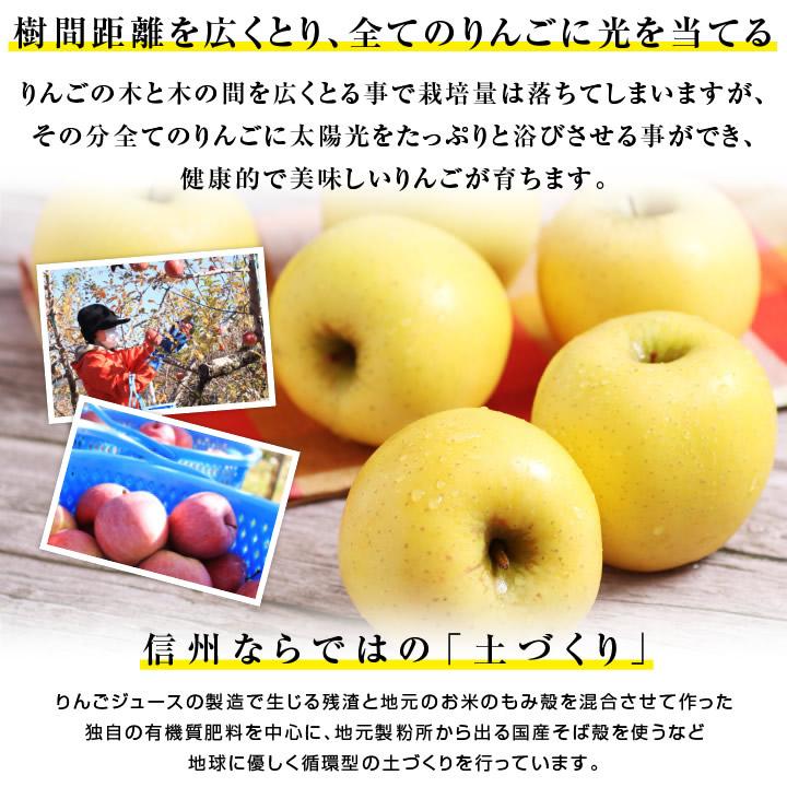 山下屋荘介 長野県産 りんご 秀品 3kg 8〜12玉 産地直送 完熟りんご