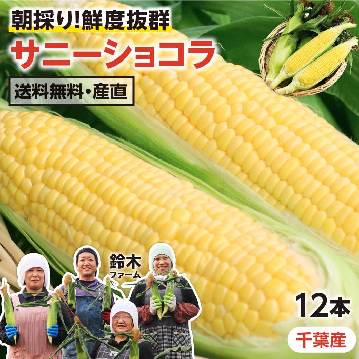 とうもろこし 2Lサイズ 12本 約4.5kg 千葉県産 サニーショコラ 送料無料 トウモロコシ 朝採り直送 鮮度抜群 当日出荷  夏野菜 産地直送 爆買（Yahoo!・山下屋荘介）