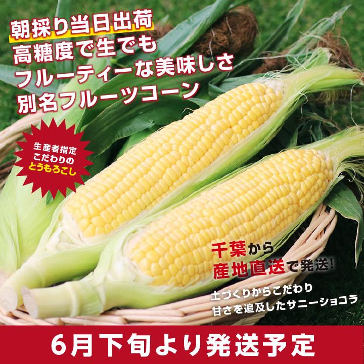 千葉県産 とうもろこし 2Lサイズ 12本 約4.5kg サニーショコラ 送料無料 トウモロコシ 朝採り直送 鮮度抜群 当日出荷  夏野菜 産地直送｜so-suke｜03