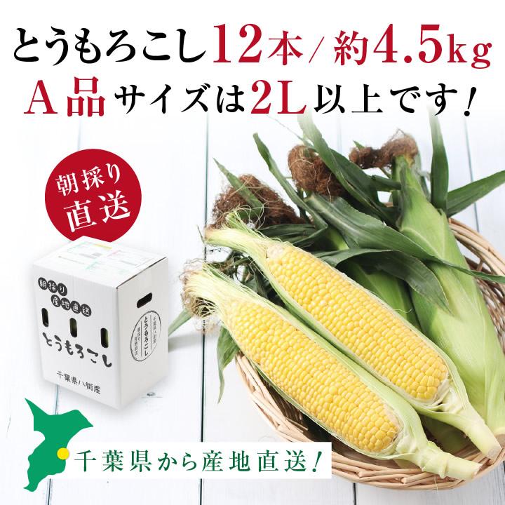 千葉県産 とうもろこし 2Lサイズ 12本 約4.5kg サニーショコラ 送料無料 トウモロコシ 朝採り直送 鮮度抜群 当日出荷  夏野菜 産地直送｜so-suke｜05