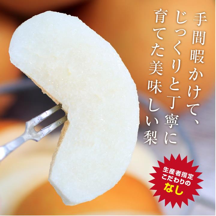 長野県産 梨 約5kg 秀品 11〜16玉 送料無料 幸水 南水  なし ナシ 産地直送 和梨 信州産 南信州 完熟なし 甘い 旬の果物 暑中見舞い | 山下屋荘介 | 13