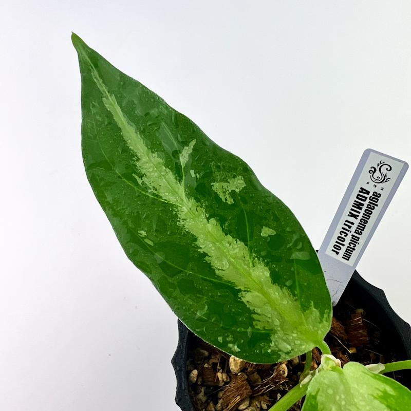 観葉植物　おしゃれ　風水　アグラオネマ　ピクタム　ADMIX tricolor　 |  | 01