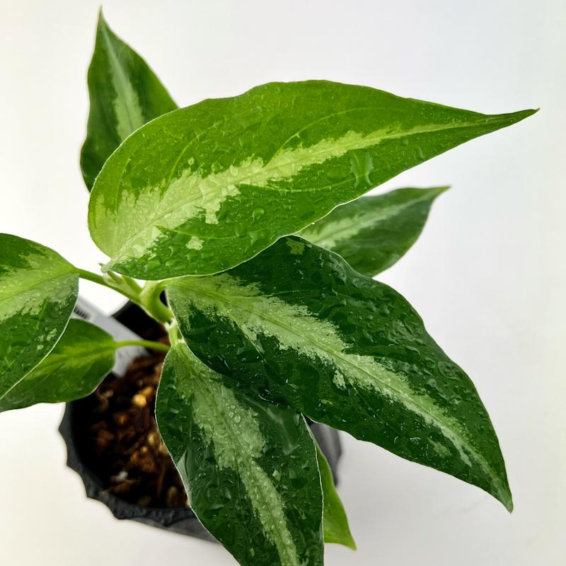 観葉植物　おしゃれ　風水　アグラオネマ　ピクタム　ADMIX tricolor　 |  | 02