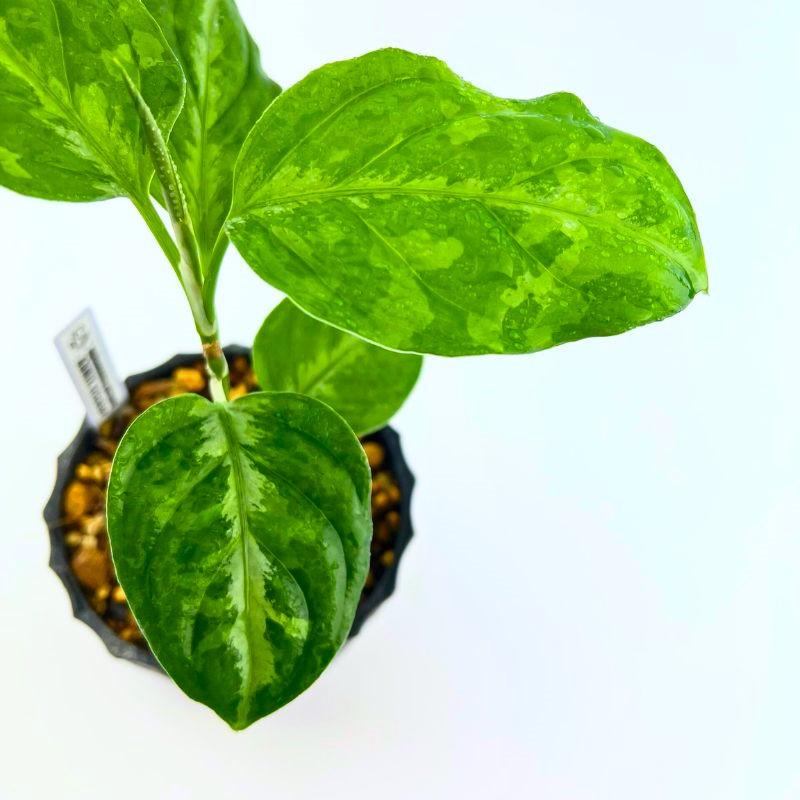 観葉植物　おしゃれ　風水　アグラオネマ　ピクタム　ADMIX tricolor　 |  | 01