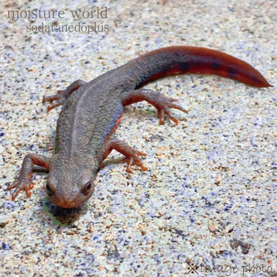 イモリ 生体 アカハライモリ 3匹 WC個体 岡山県北部産 : 育種堂ヤフー