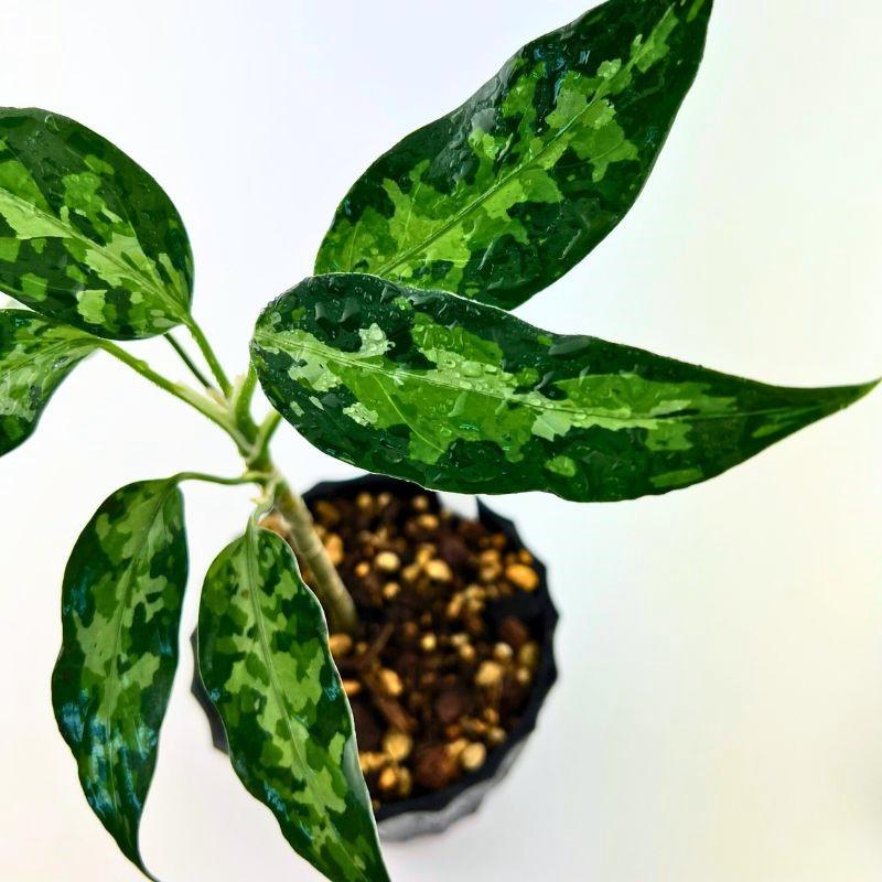 観葉植物　おしゃれ　風水　アグラオネマ　ピクタム　"FROST army"　 |  | 02