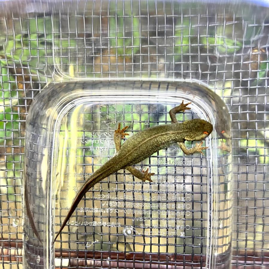 イモリ 生体 アカハライモリ 目上赤点 1匹 WC個体 岡山県北部産 : 育種