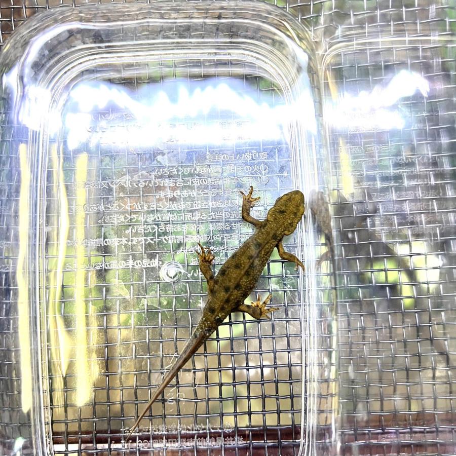 イモリ 生体 アカハライモリ 色彩変異 変異個体 1匹 WC個体 岡山県北部