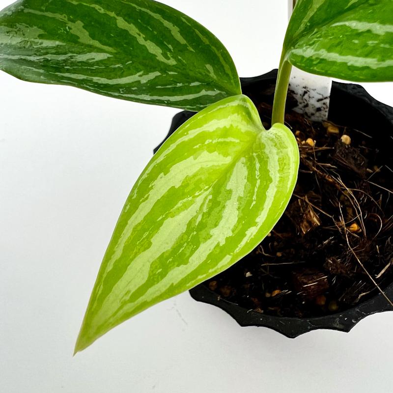 観葉植物 おしゃれ 風水 インテリア アグラオネマ カーティシー