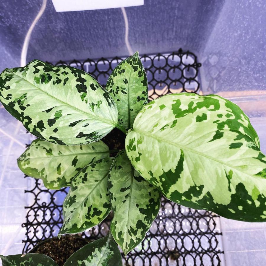 SALE/67%OFF】 アグラ Aglaonema picutm SALE/67%OFF】 アグラ Aglaonema picutm