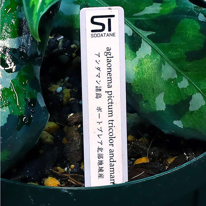 【極美品】 観葉植物　おしゃれ　風水　アグラオネマ　ピクタム　andaman 【2748800217】(16698円)