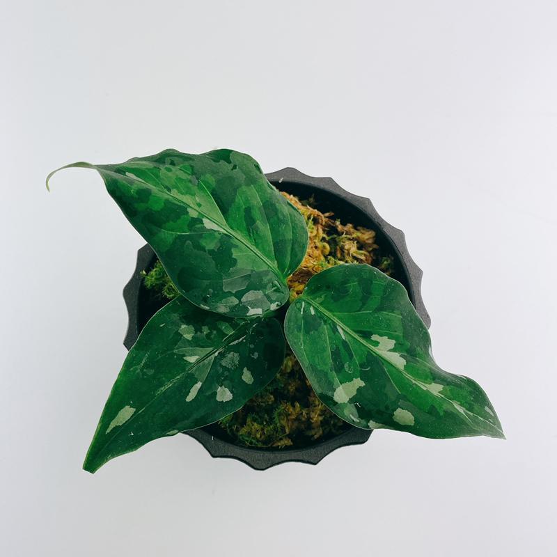 【極美品】 観葉植物　おしゃれ　風水　アグラオネマ　ピクタム　andaman 【2748800217】(16698円)