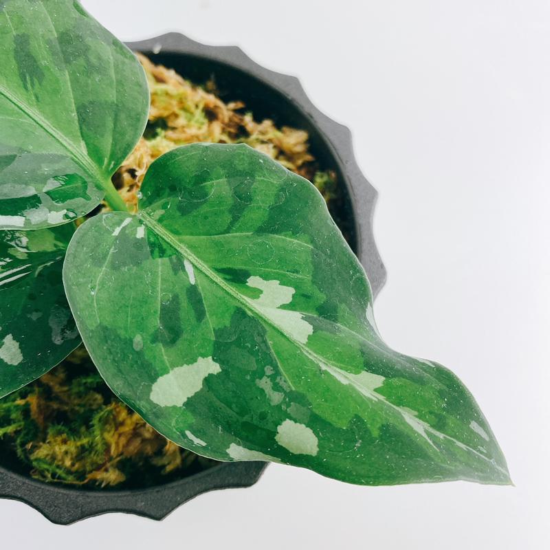 【極美品】 観葉植物　おしゃれ　風水　アグラオネマ　ピクタム　andaman 【2748800217】(16698円)