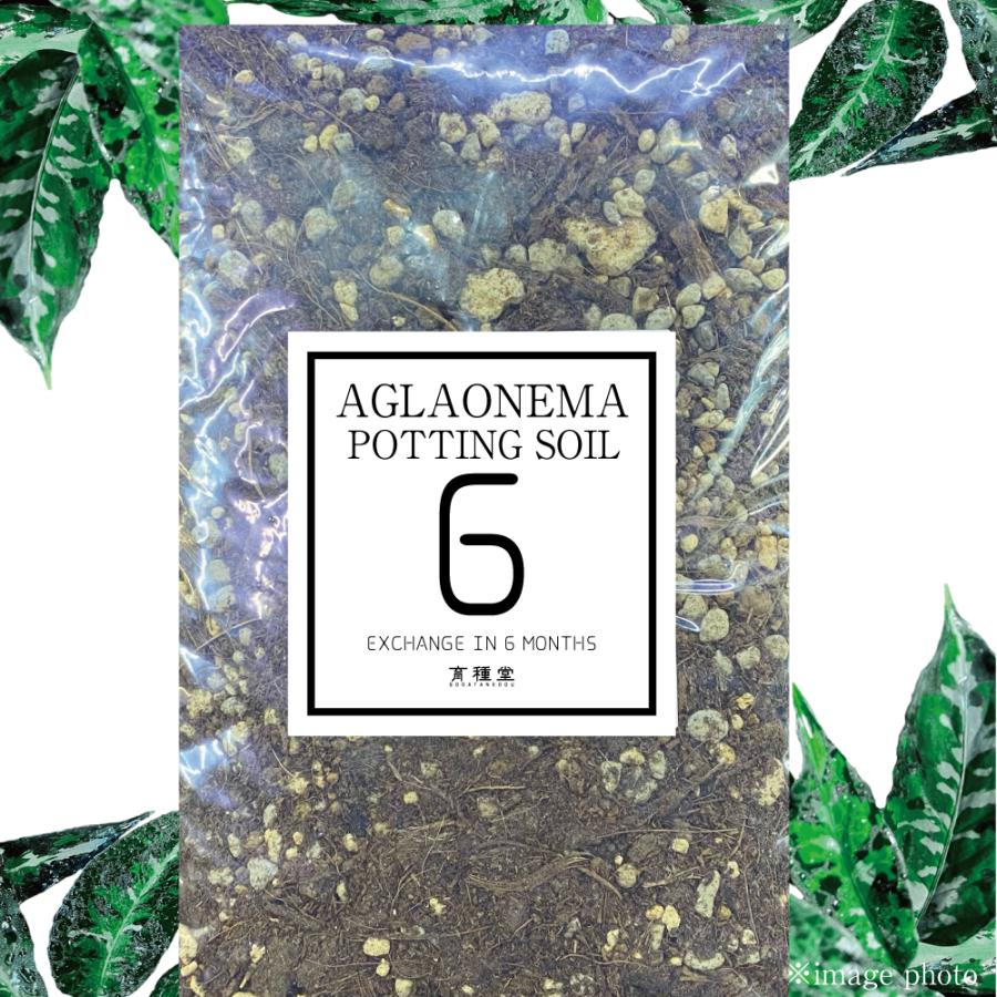 アグラオネマ専用 培養土 Aglaonema potting soil exchange in 6