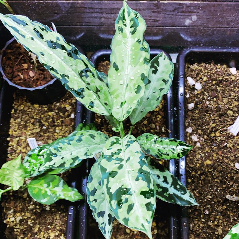 アグラオネマ専用　培養土　Aglaonema potting soil exchange in 6 months（9L）｜sodatane｜08