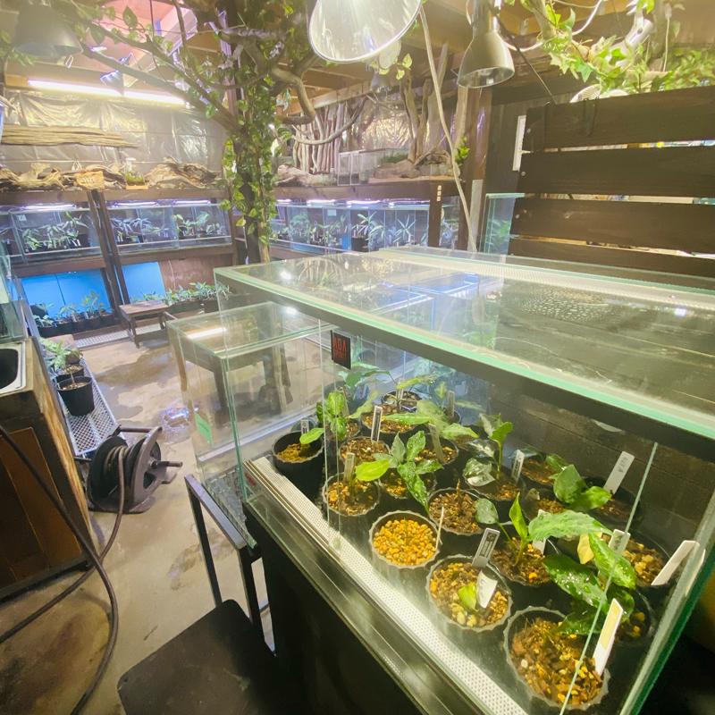 アグラオネマ専用 培養土 Aglaonema potting soil exchange in 6