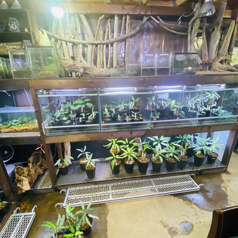 アグラオネマ専用 培養土 Aglaonema potting soil exchange in 6