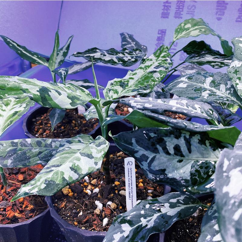 アグラオネマ専用　培養土　Aglaonema potting soil exchange in 6 months（9L）｜sodatane｜04