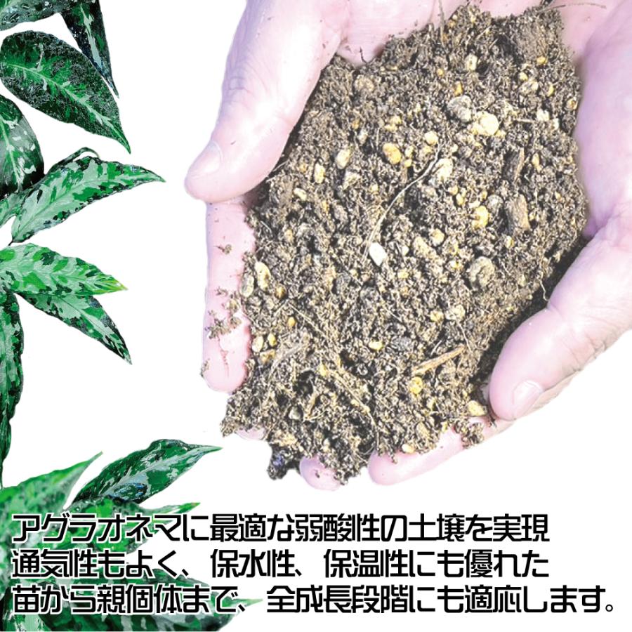 アグラオネマ専用 培養土 Aglaonema potting soil exchange in 6