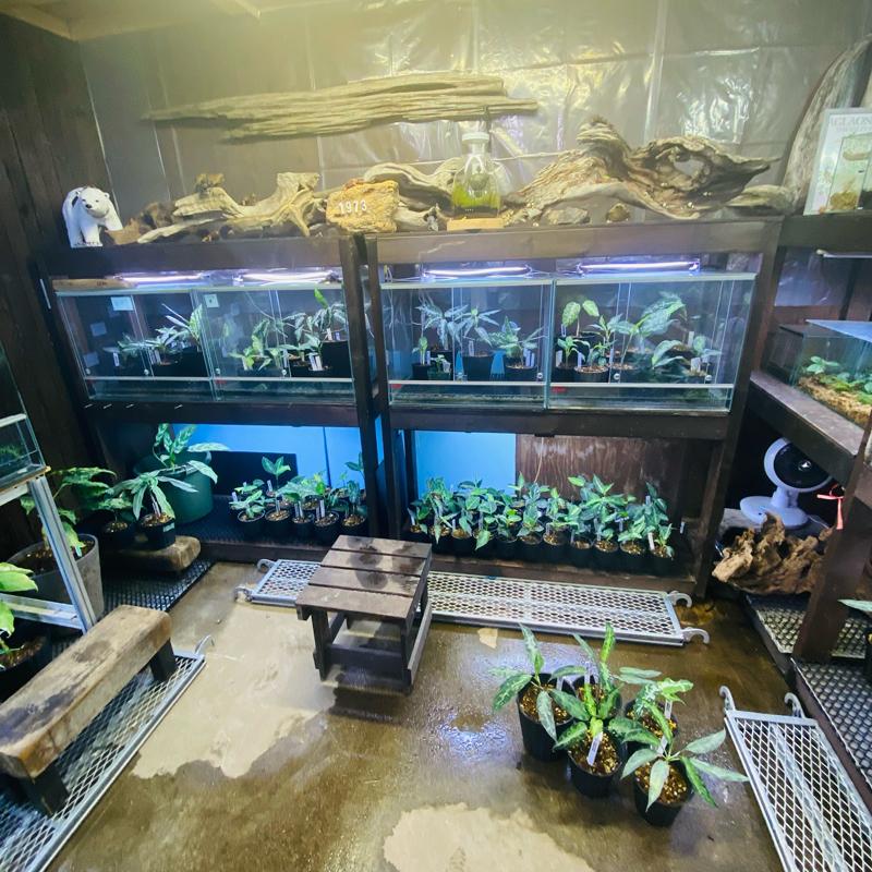 アグラオネマ専用 固形肥料 : 育種堂ヤフー店 - 通販 - Yahoo!ショッピング