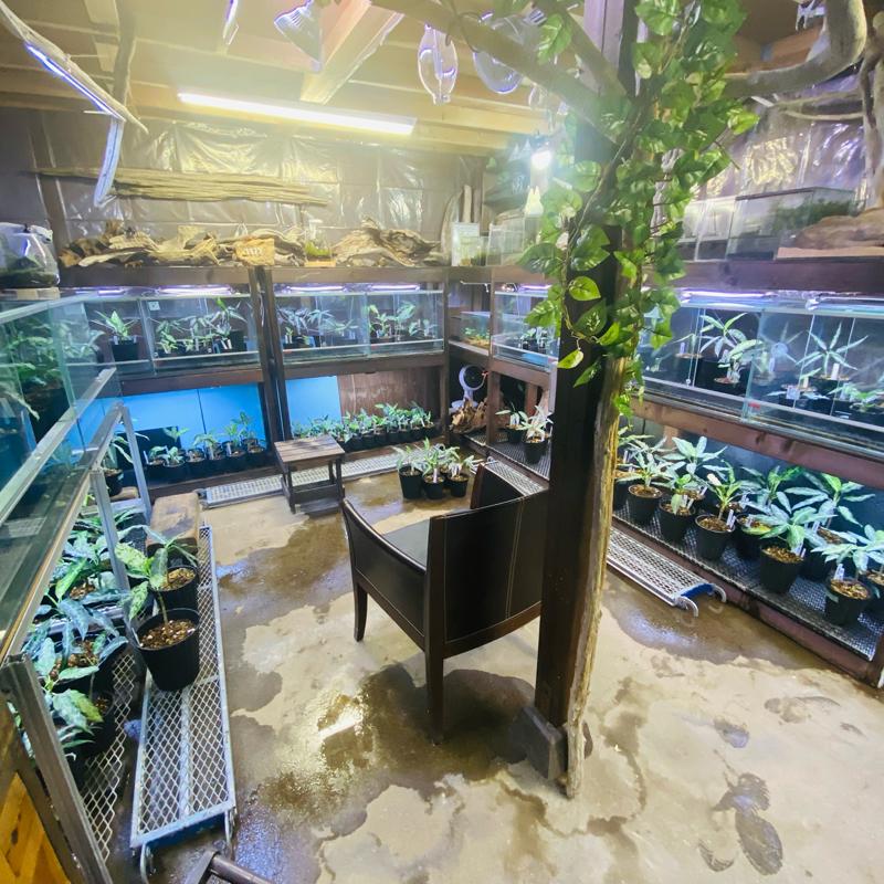 アグラオネマ専用　培養土　Aglaonema potting soil exchange in 6 months（3L） |  | 15