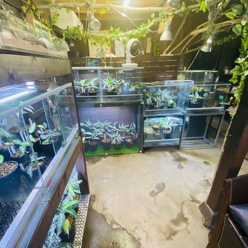 アグラオネマ専用　培養土　Aglaonema potting soil exchange in 6 months（3L） |  | 16