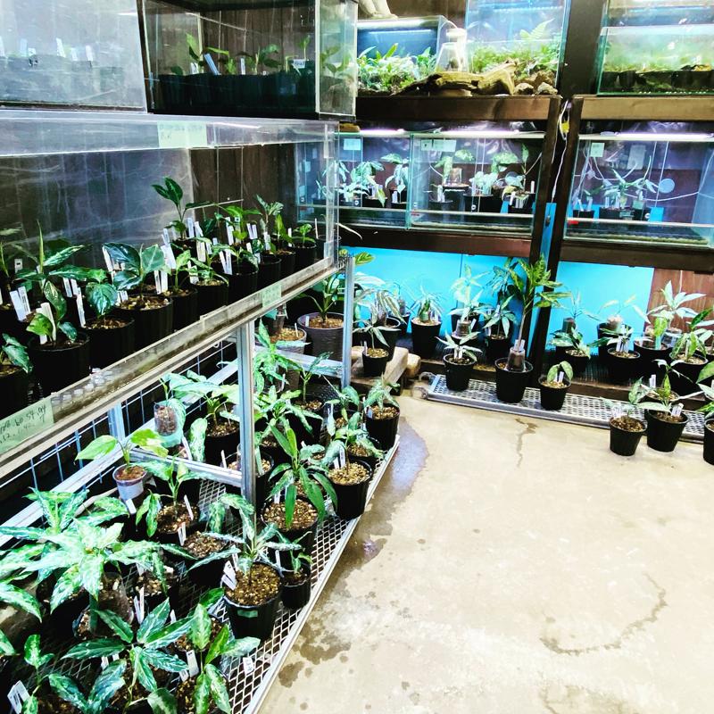 アグラオネマ専用　培養土　Aglaonema potting soil exchange in 6 months（3L） |  | 19