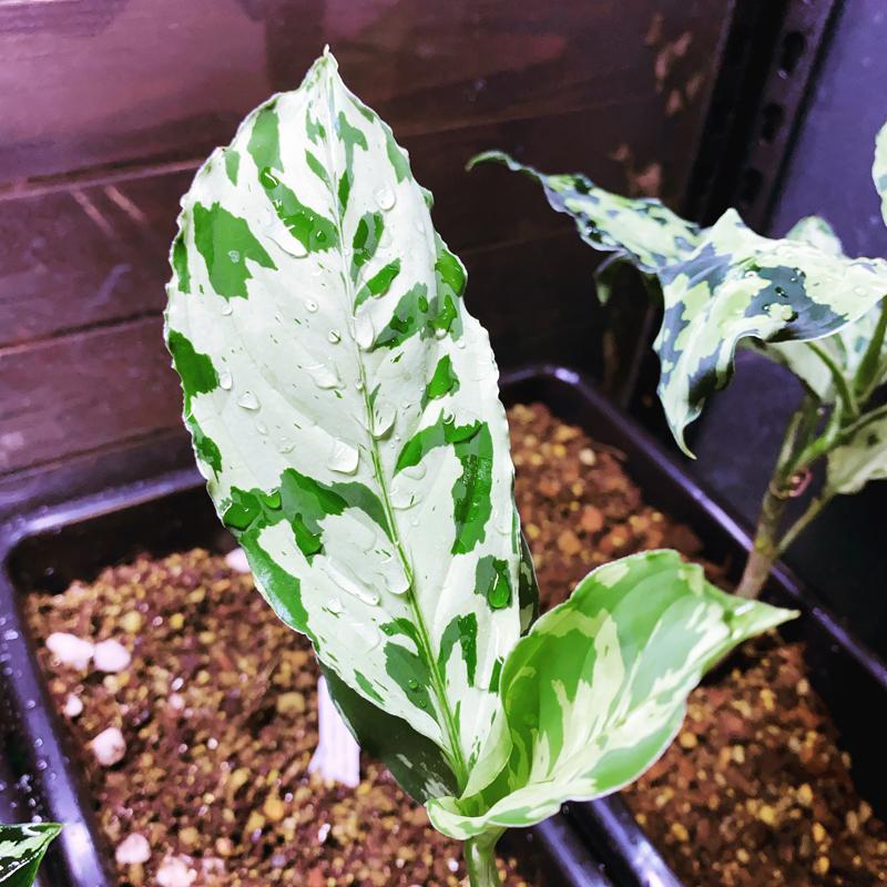 アグラオネマ専用 アグラオネマ専用 培養土 Aglaonema potting soil exchange in 6