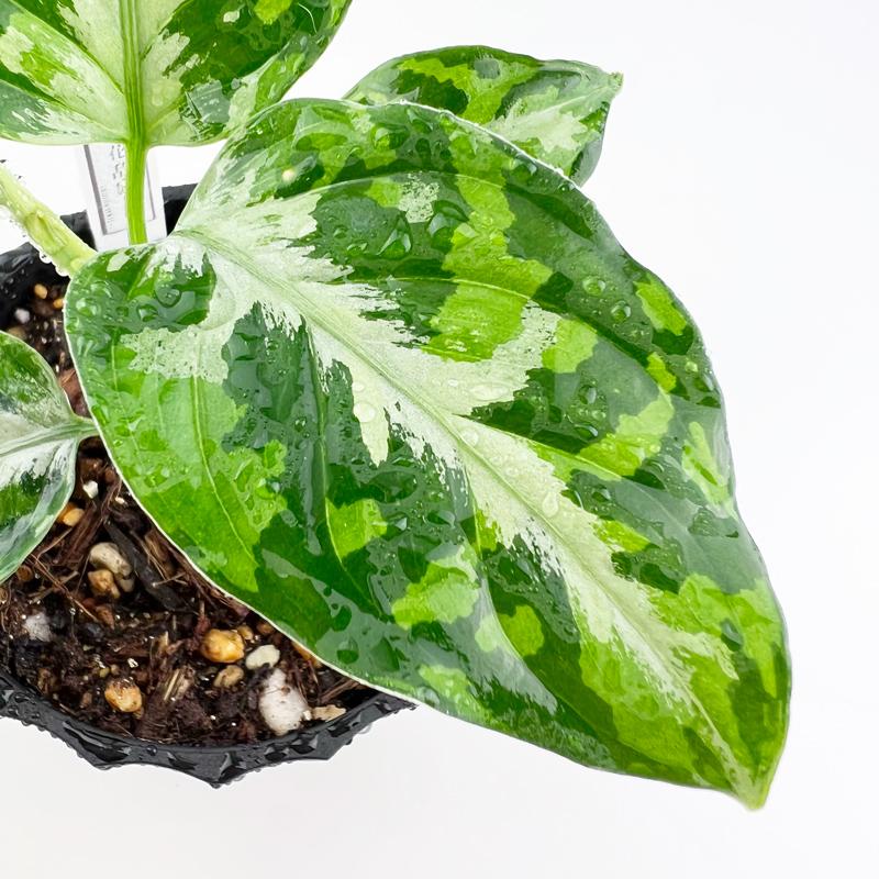 アグラオネマ専用　培養土　Aglaonema potting soil exchange in 6 months（3L）｜sodatane｜11