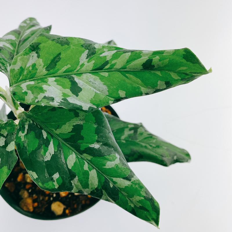 アグラオネマ専用　培養土　Aglaonema potting soil exchange in 6 months（3L）｜sodatane｜08