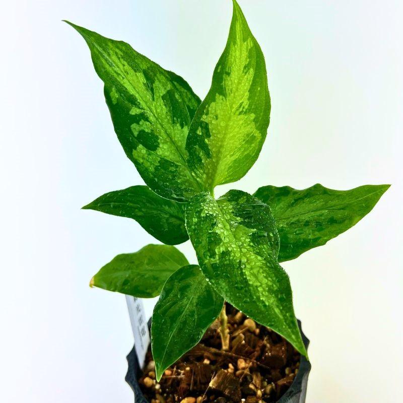 観葉植物　おしゃれ　風水　アグラオネマ　ピクタム　"緑光雷電" | 