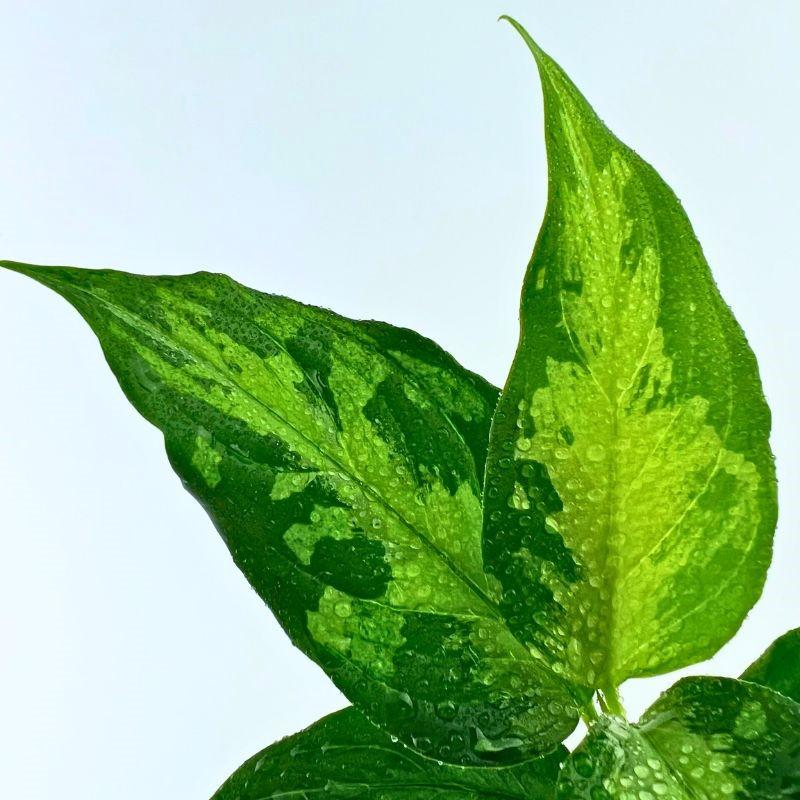 観葉植物　おしゃれ　風水　アグラオネマ　ピクタム　"緑光雷電" |  | 01