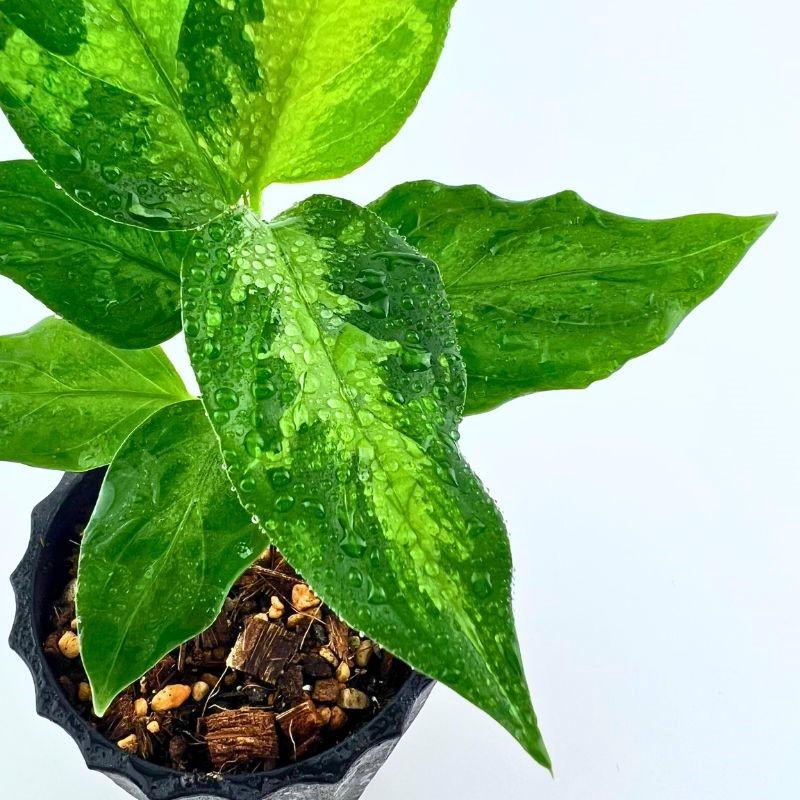 観葉植物　おしゃれ　風水　アグラオネマ　ピクタム　"緑光雷電" |  | 02