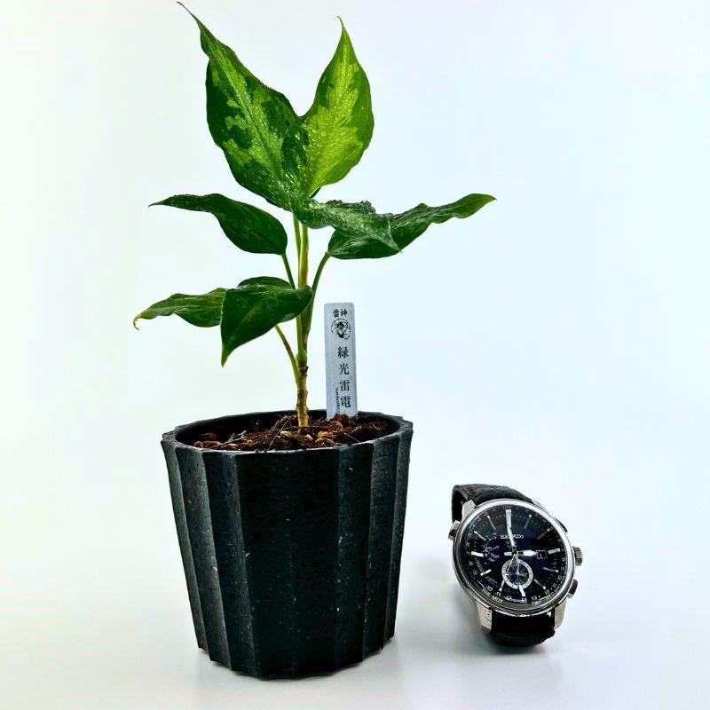 観葉植物　おしゃれ　風水　アグラオネマ　ピクタム　"緑光雷電" |  | 03