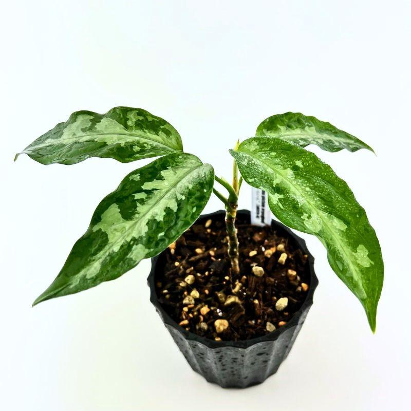 アグラオネマ　五月雨 アグラオネマ：ナイトスパーク3.5号ポット の通販 | 園芸ネット