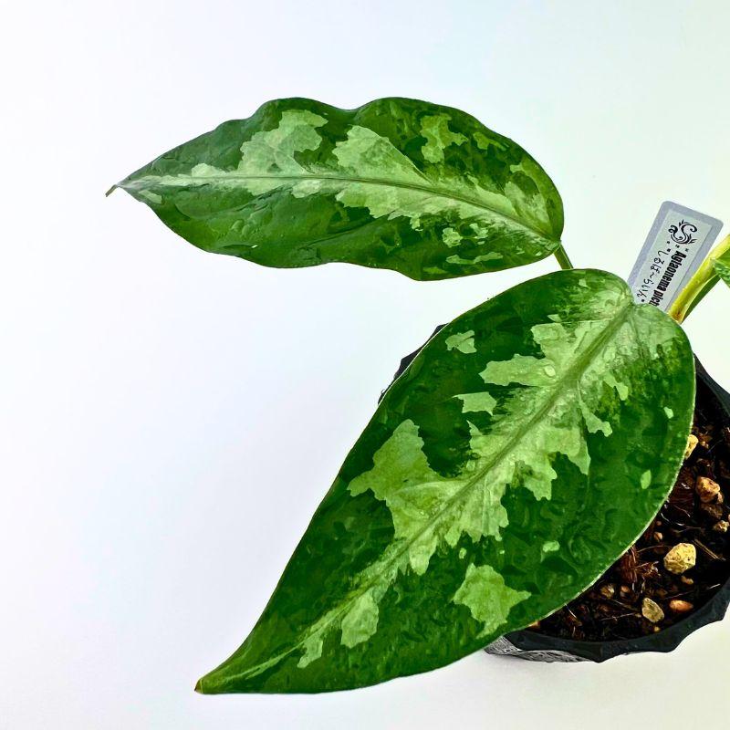 (MB-M250830-4)アグラオネマ　ピクタム 観葉植物 おしゃれ 風水 アグラオネマ ピクタム 