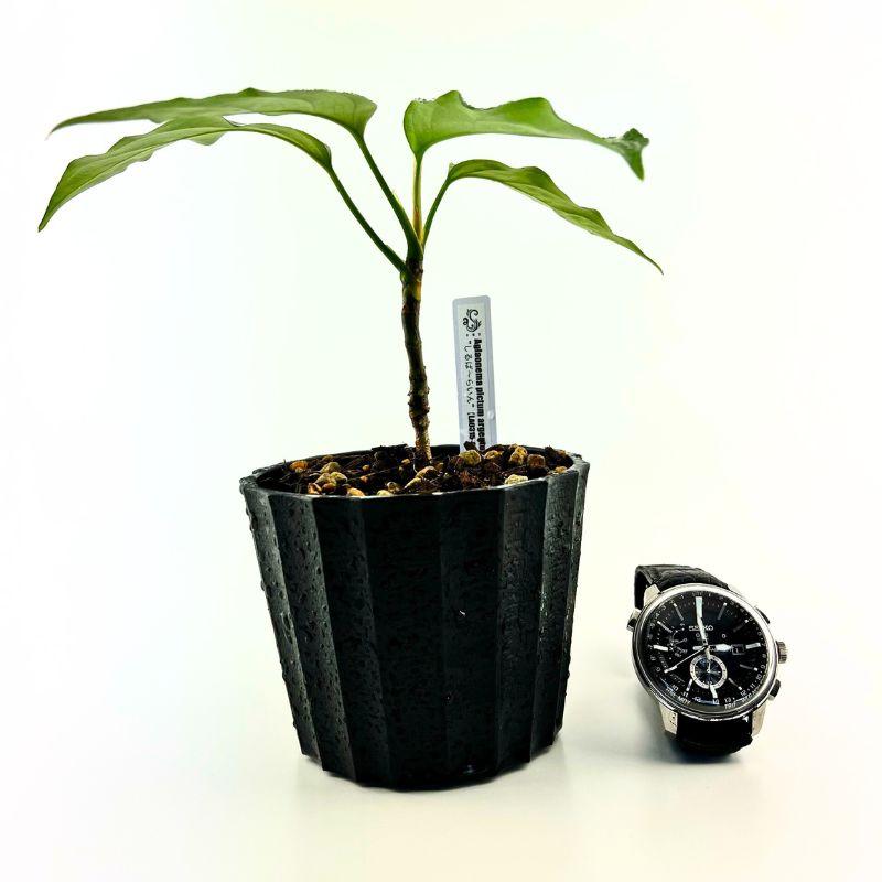 観葉植物 おしゃれ 風水 アグラオネマ ピクタム 