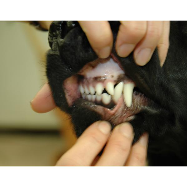 ワンコ歯石トルン （犬・猫用） 120枚入り わんこ/歯ブラシ/犬/猫/歯磨き粉 |  | 04