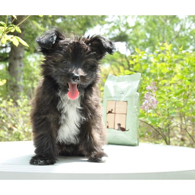 爆買 クプレラ CUPURERA ラム＆ミレット 小粒 スモール粒 ラム肉 小型犬用 9.08kg ドッグフード グルテンフリー 犬 小型犬 幼犬 ナチュラルフード 自然食 酵素 |  | 01