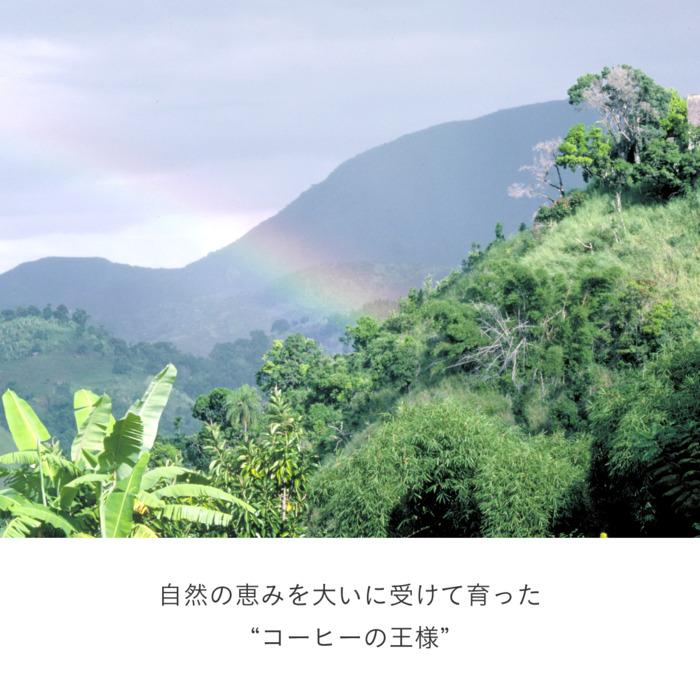 ドリップポッド UCC DRIP POD（ドリップポッド） ブルーマウンテン