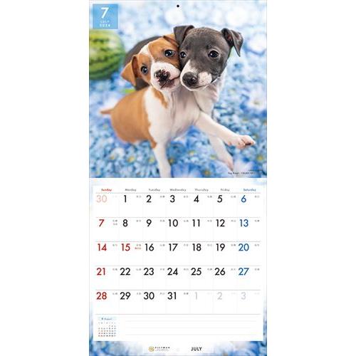 【おまけCL付】イタリアン・グレーハウンド PICTWAN (ピクトワン) カレンダー DOG 【L版】 2024年カレンダー 24CL-50012L｜softya2｜11