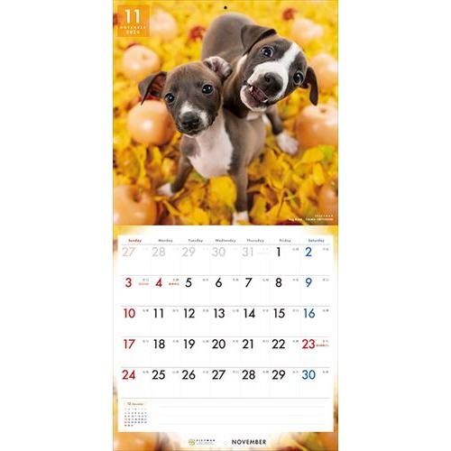 【おまけCL付】イタリアン・グレーハウンド PICTWAN (ピクトワン) カレンダー DOG 【L版】 2024年カレンダー 24CL-50012L｜softya2｜15
