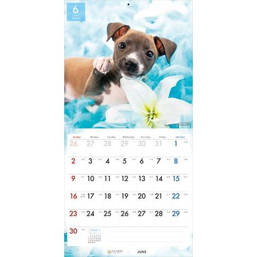 【おまけCL付】イタリアン・グレーハウンド PICTWAN (ピクトワン) カレンダー DOG 【L版】 2024年カレンダー 24CL-50012L｜softya2｜10
